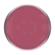Beauty Factory Gel Colour 231- Dark Nude, 15ml